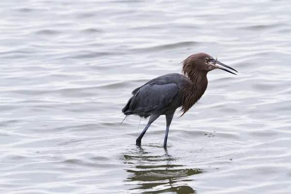 Raddish heron — Stock Photo, Image