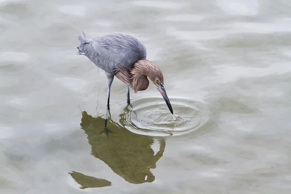 Raddish heron — Stock fotografie