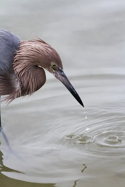 Raddish heron — Stock Photo, Image