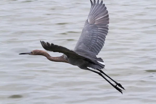 Raddish heron — Stock Photo, Image