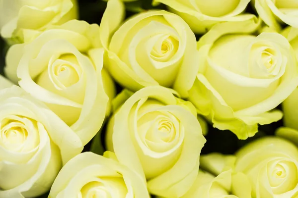 Roses — Stock Photo, Image