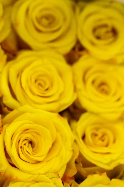 Roses — Stock Photo, Image