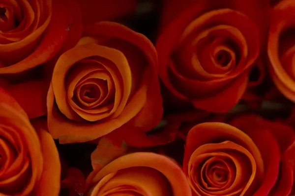 Ruusut — kuvapankkivalokuva