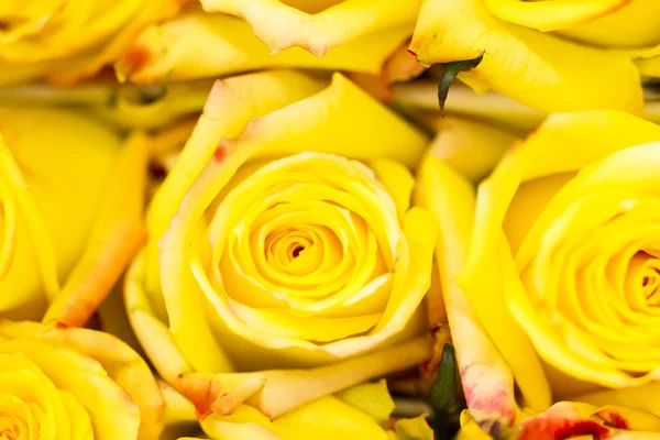 Roses — Stock Photo, Image