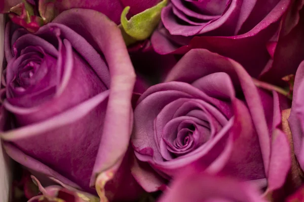 Roses — Stock Photo, Image