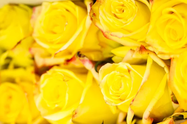 Roses — Stock Photo, Image