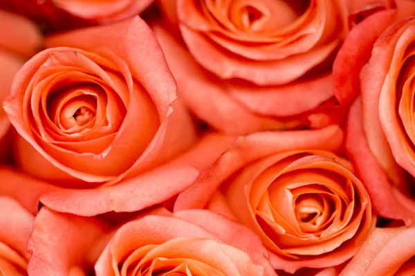 Roses — Stock Photo, Image