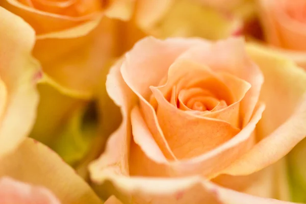 Roses — Stock Photo, Image