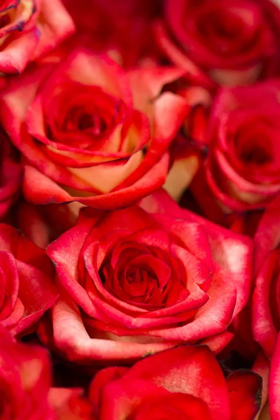 Троянди — стокове фото