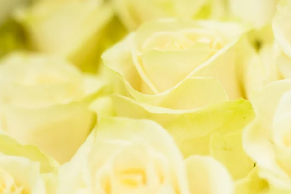 Roses — Stock Photo, Image