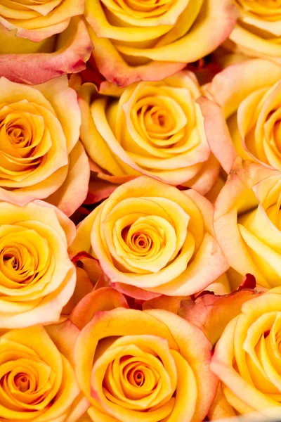 Roses — Stock Photo, Image