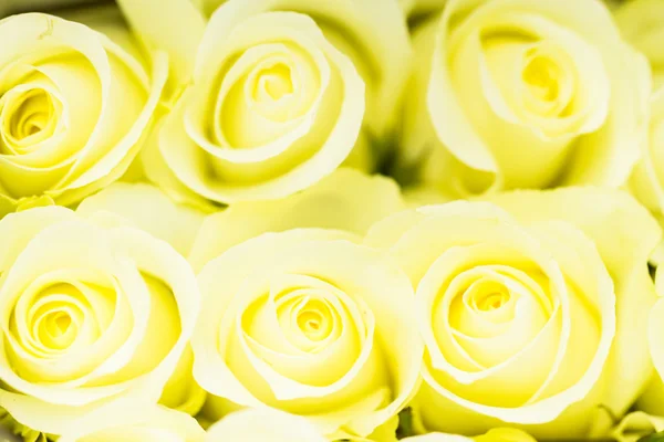 Roses — Stock Photo, Image