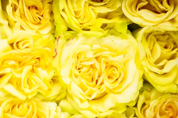 Roses — Stock Photo, Image