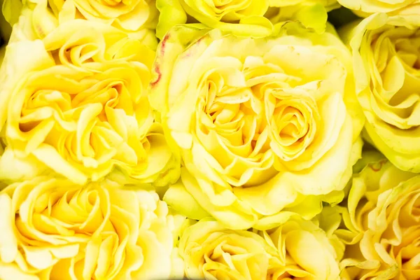 Roses — Stock Photo, Image