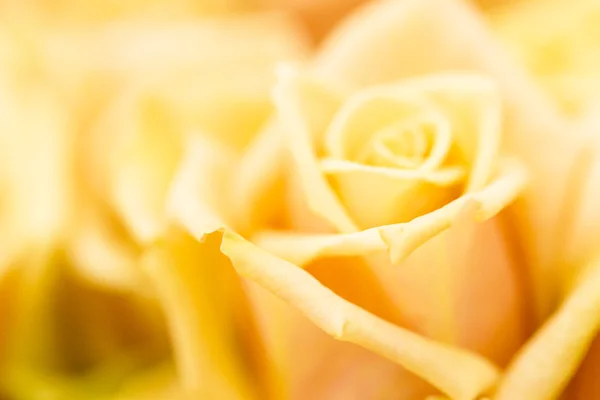 Roses — Stock Photo, Image