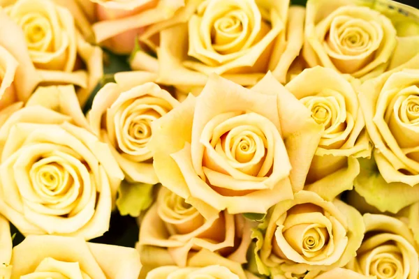 Roses — Stock Photo, Image