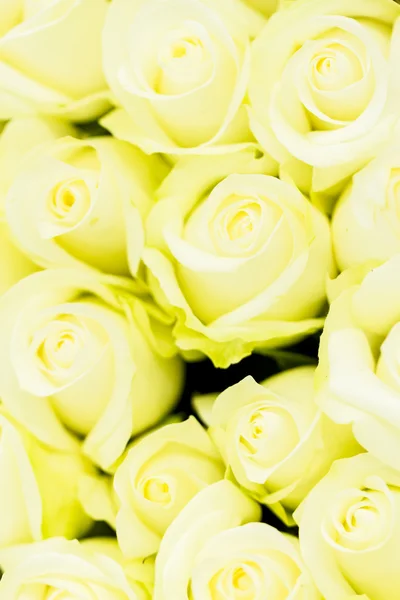 Roses — Stock Photo, Image