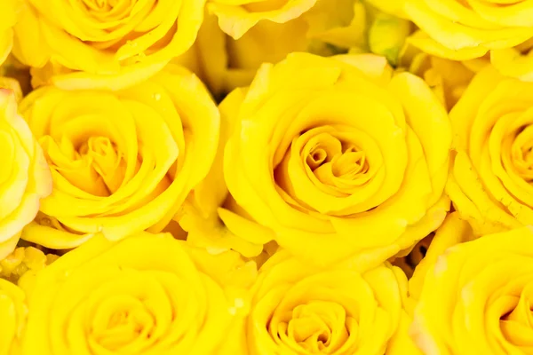 Roses — Stock Photo, Image