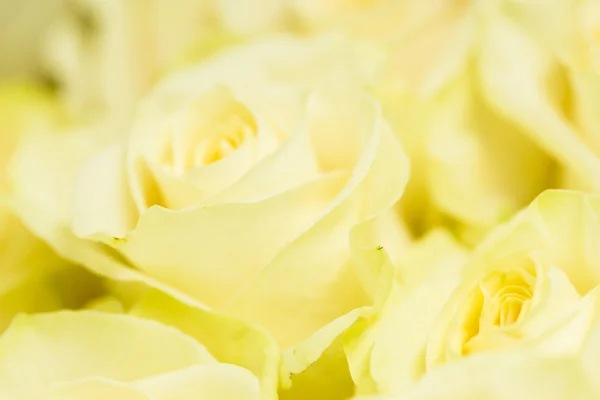 Roses — Stock Photo, Image