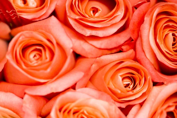 Roses — Stock Photo, Image