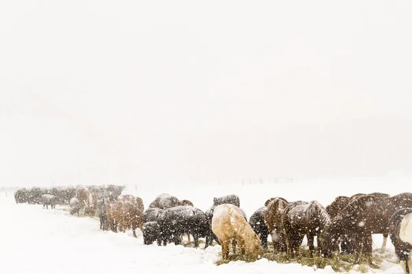 Cattle — Stock Photo, Image