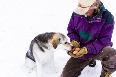 Çiftlikteki köpek