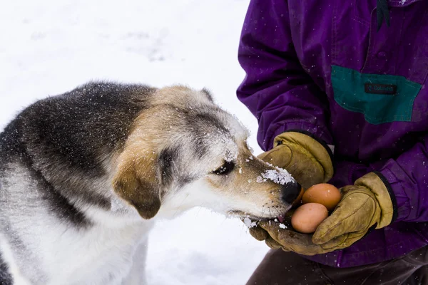 Hund auf dem Bauernhof — Stockfoto