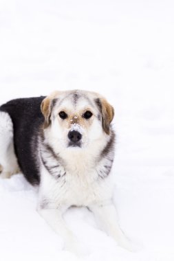 A young dog playing in the snow.
