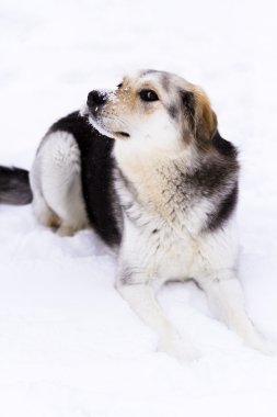 A young dog playing in the snow.