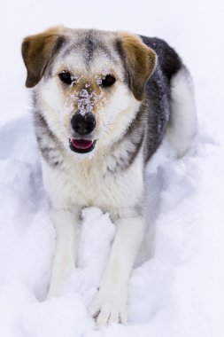 A young dog playing in the snow.