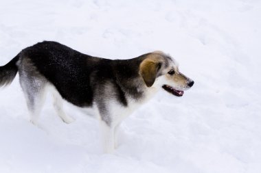 Taze çiftlik yumurtaları üzerinde atıştırma genç köpek.