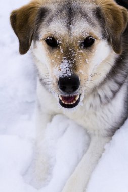 Taze çiftlik yumurtaları üzerinde atıştırma genç köpek.