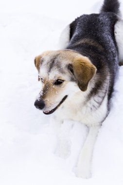 Taze çiftlik yumurtaları üzerinde atıştırma genç köpek.