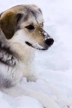 Taze çiftlik yumurtaları üzerinde atıştırma genç köpek.