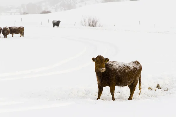 Cattle — Stock Photo, Image