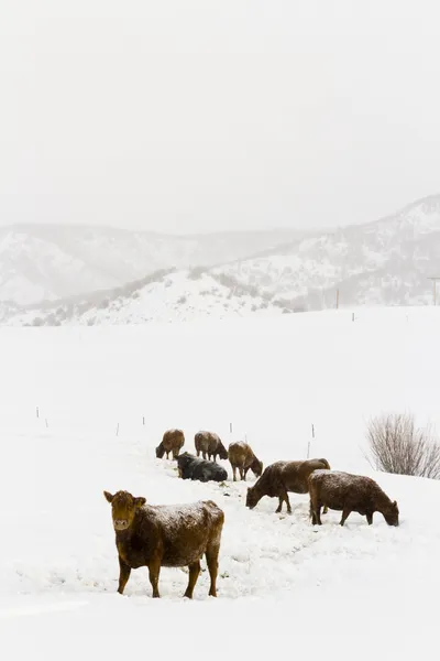 Cattle — Stock Photo, Image