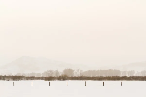 Winter — Stockfoto