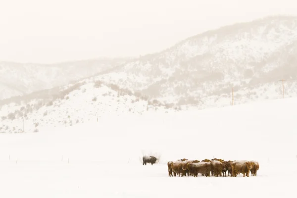 Cattle — Stock Photo, Image