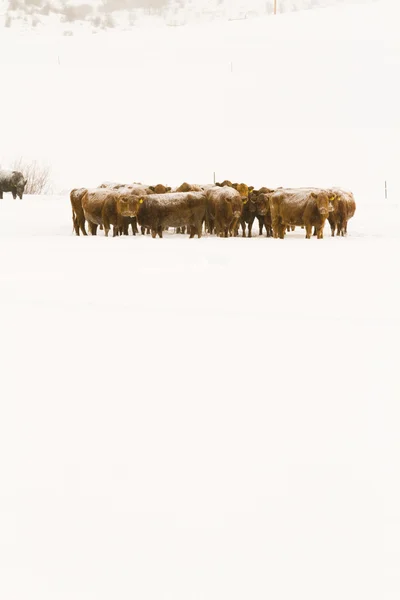 Cattle — Stock Photo, Image