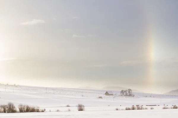 Sonnenhund — Stockfoto