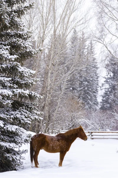 Paard — Stockfoto