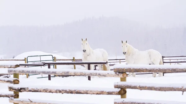Białe konie — Zdjęcie stockowe