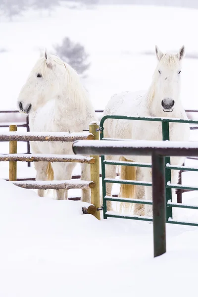 Witte paarden — Stockfoto