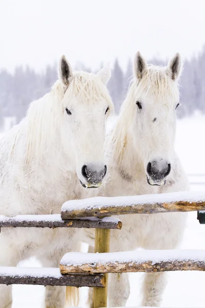 Witte paarden — Stockfoto