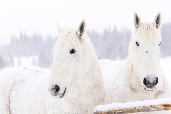 Witte paarden — Stockfoto