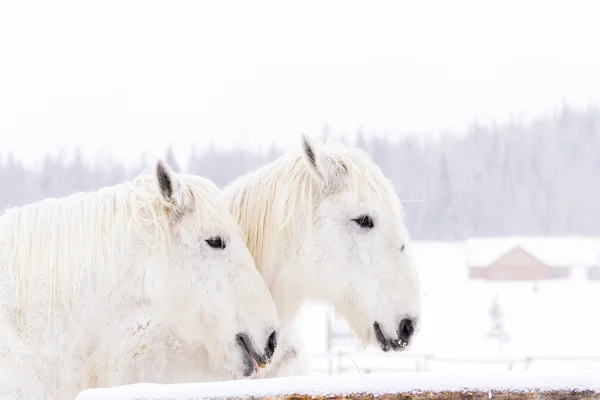 Caballos blancos —  Fotos de Stock