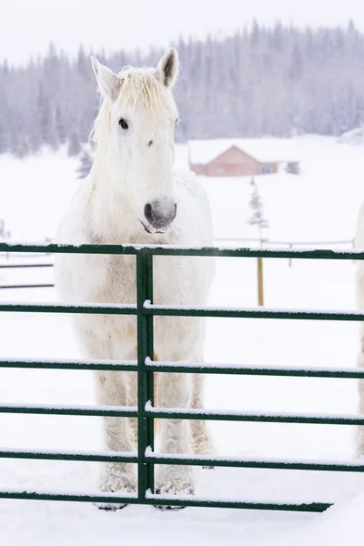 Caballos blancos — Foto de Stock