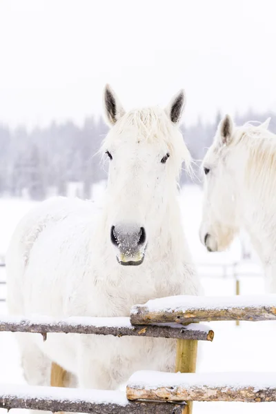 Chevaux blancs — Photo