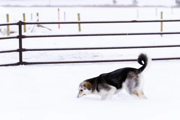 Ein junger Hund spielt im Schnee. — Stockfoto