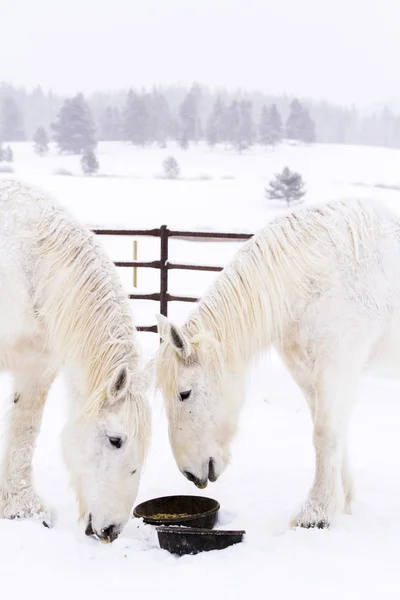 Witte paarden — Stockfoto